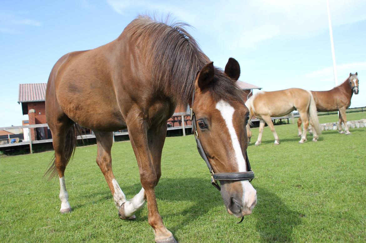 New Forest Karmalita lee (Willow) billede 14