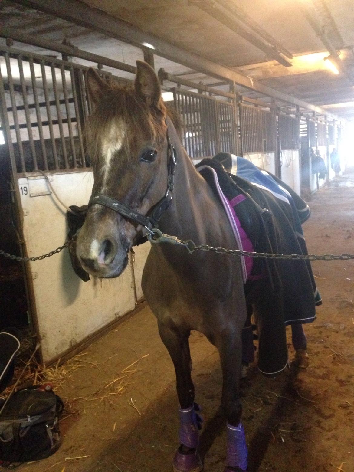 Welsh Pony (sec B) Tophøjs spartan  billede 2