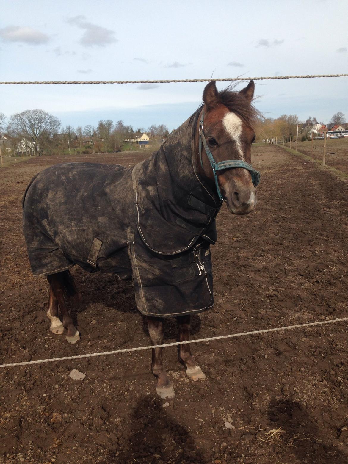 Welsh Pony (sec B) Tophøjs spartan  - han blev glad for at komme på fold:p billede 3