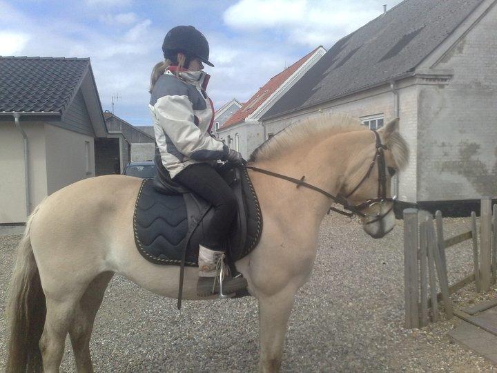 Fjordhest Monik Thorsø - 2010 var nu ikke dårlig... billede 4