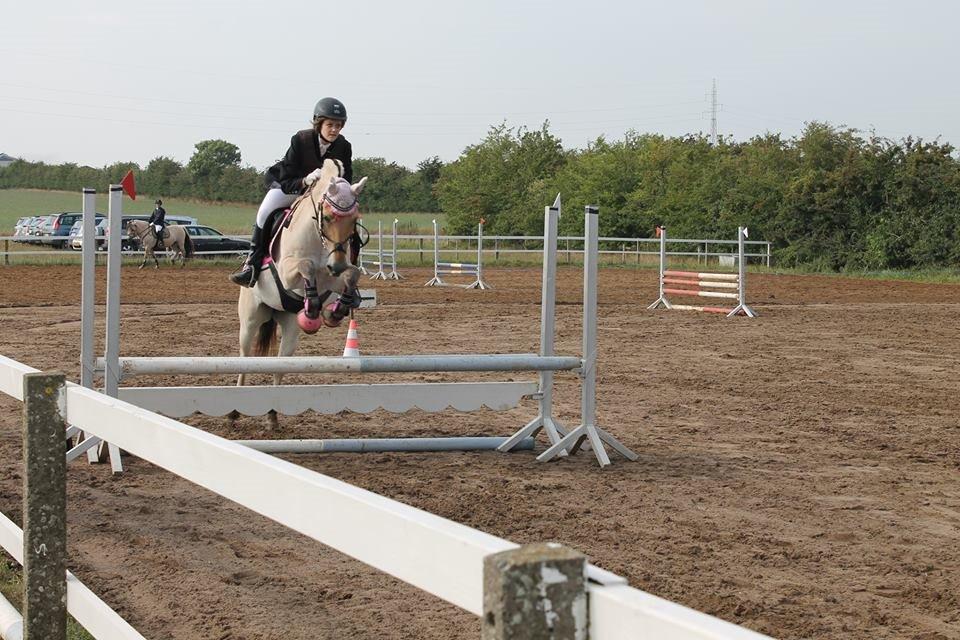 Fjordhest Monik Thorsø - Hovedrunden JM billede 10