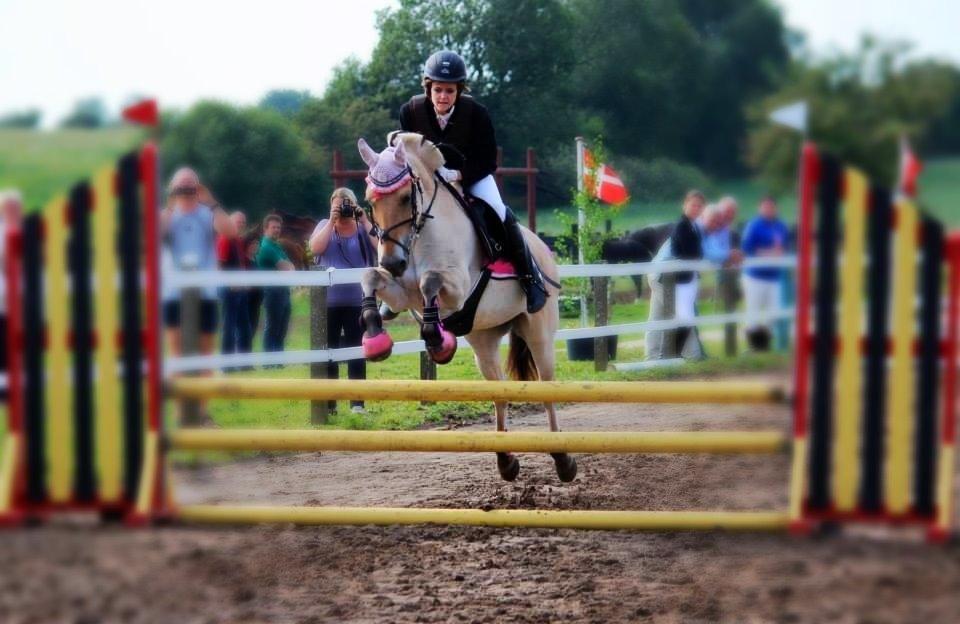 Fjordhest Monik Thorsø - Hej og velkommen til min profil! billede 1