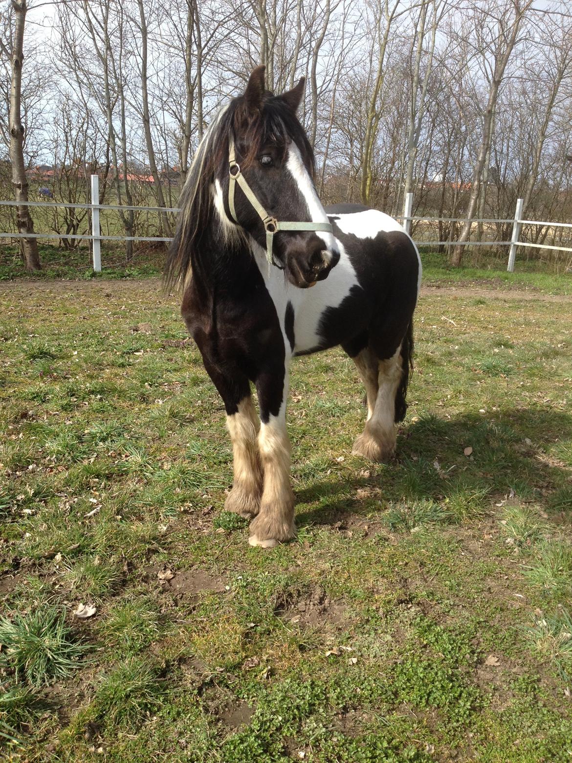 Irish Cob Jameson billede 1