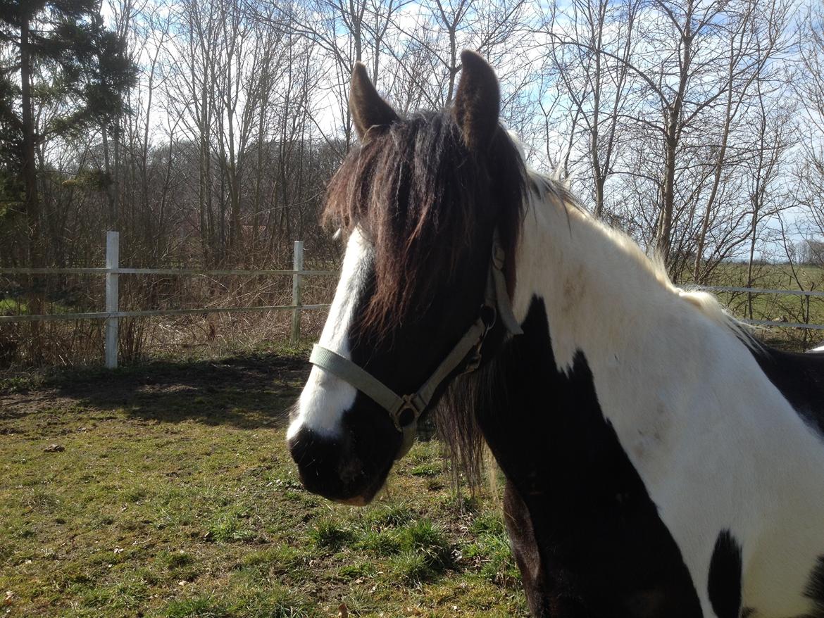 Irish Cob Jameson billede 2