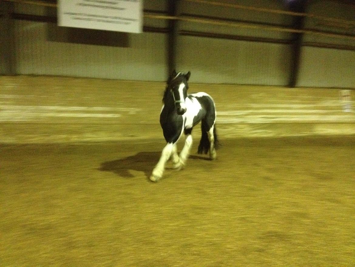 Irish Cob Jameson billede 13