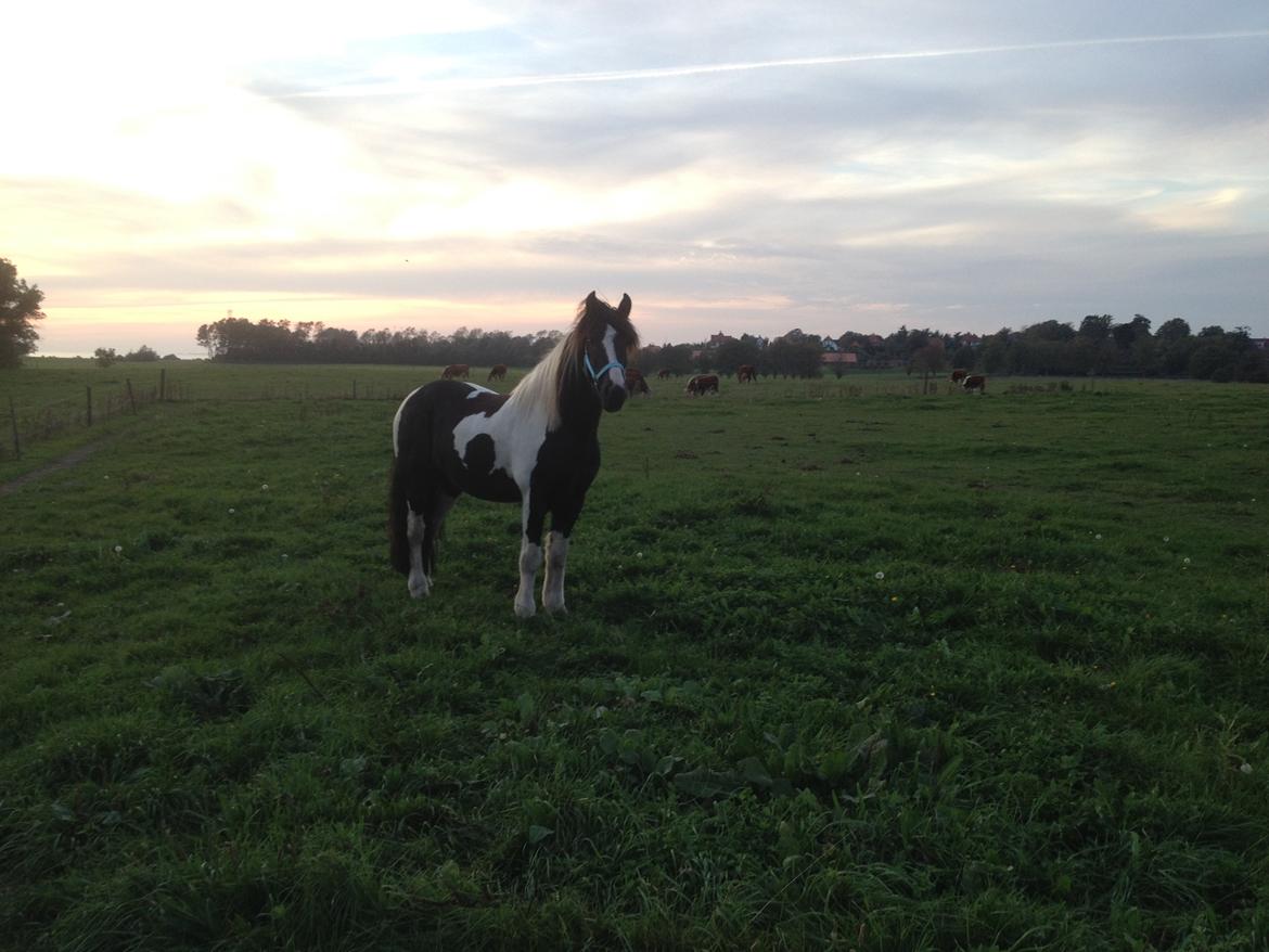 Irish Cob Jameson billede 8
