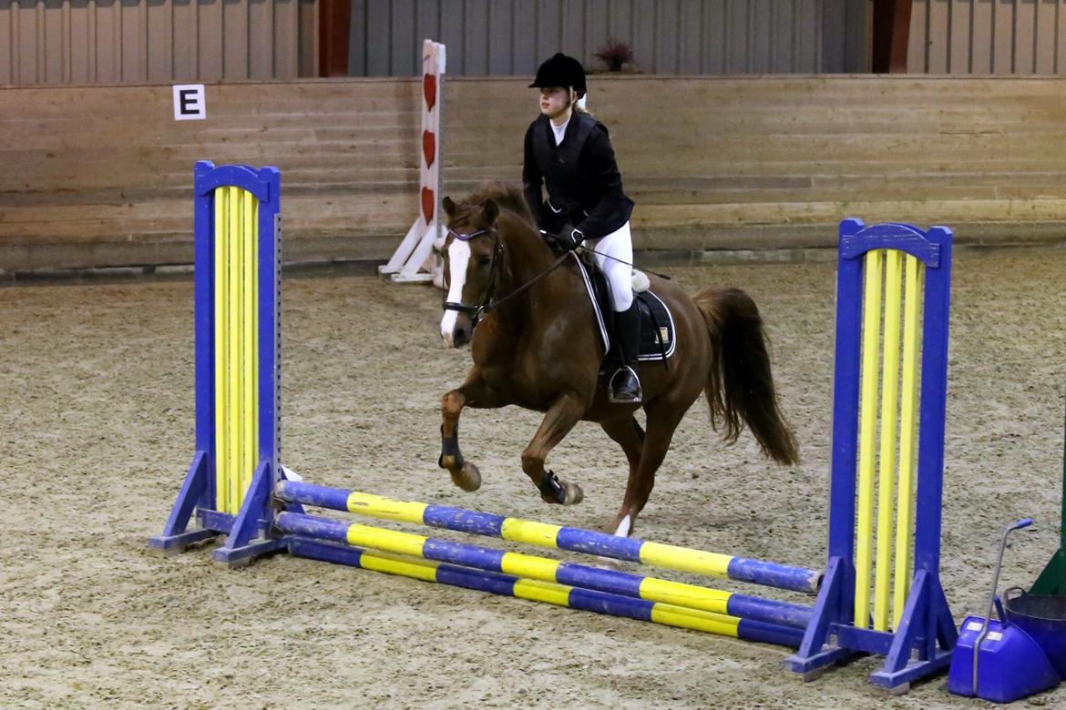 Pinto Hejninges Herkules billede 6