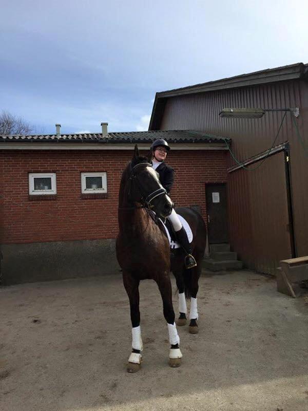 Dansk Varmblod Grøntoft's Ladakh - Fra vores 2. stævne, THR 28/3 -15 billede 2