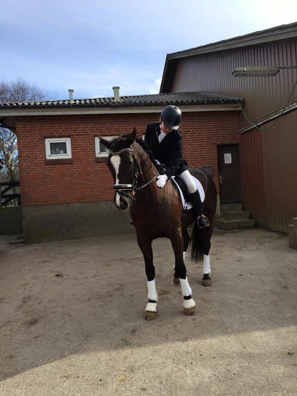 Dansk Varmblod Grøntoft's Ladakh - Fra vores 2. stævne, THR 28/3 -15 billede 20