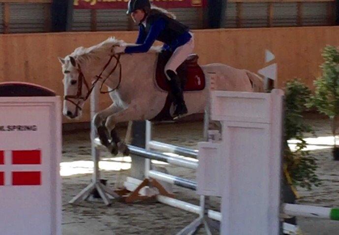 Irsk Sportspony Auburn Bobby billede 9