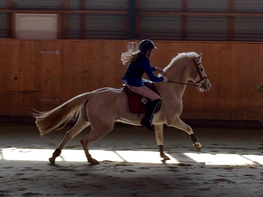 Irsk Sportspony Auburn Bobby billede 12