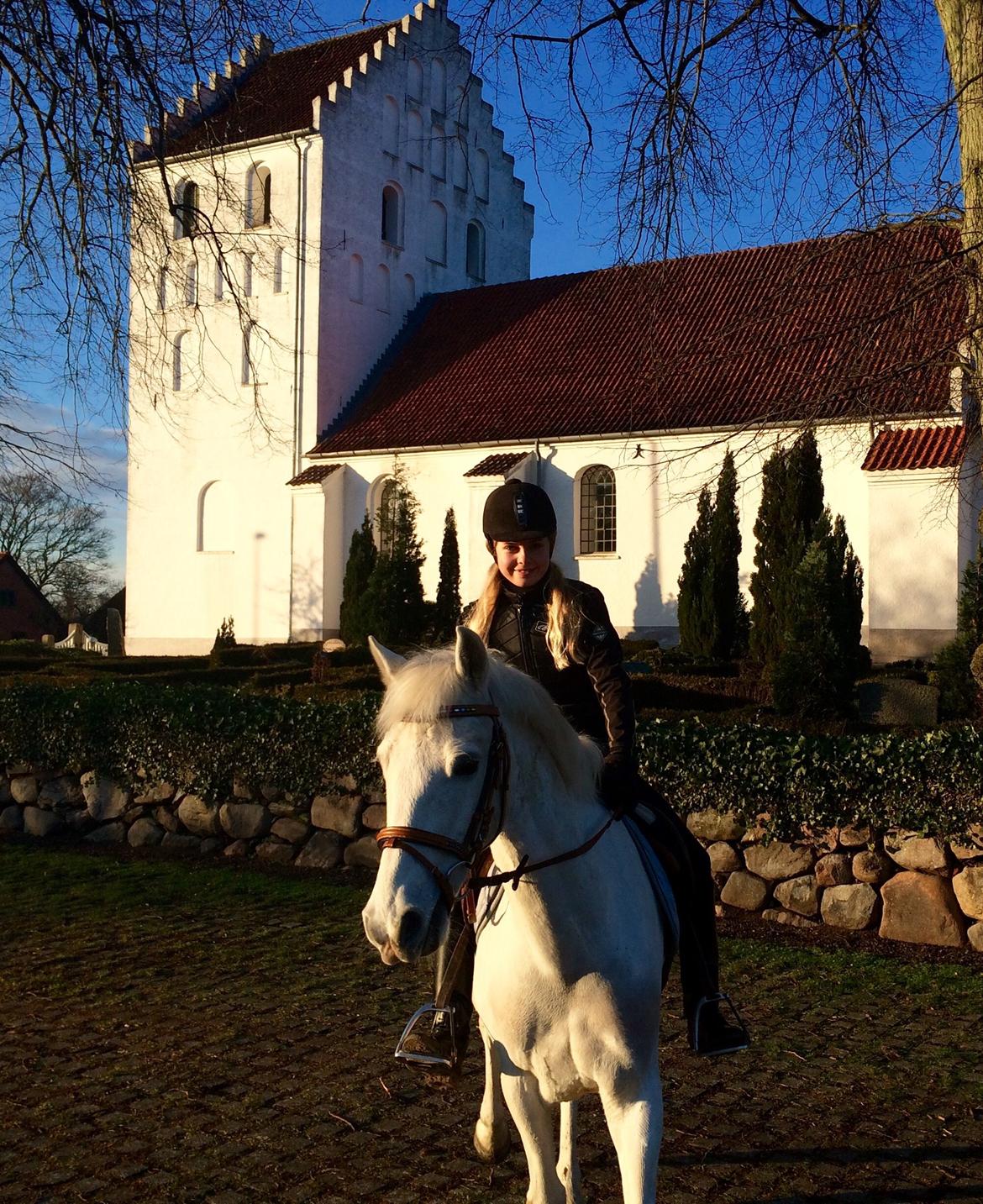 Irsk Sportspony Auburn Bobby billede 13