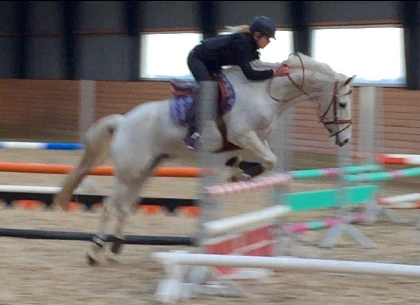 Irsk Sportspony Auburn Bobby billede 17