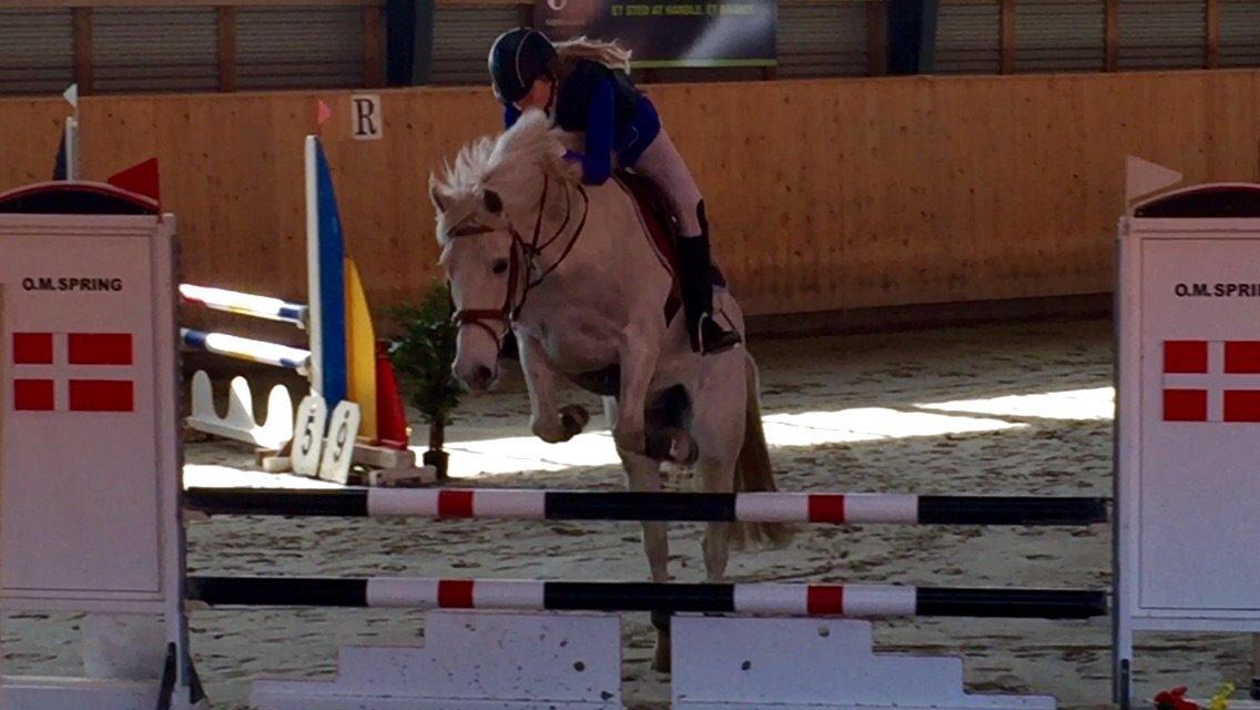 Irsk Sportspony Auburn Bobby billede 10