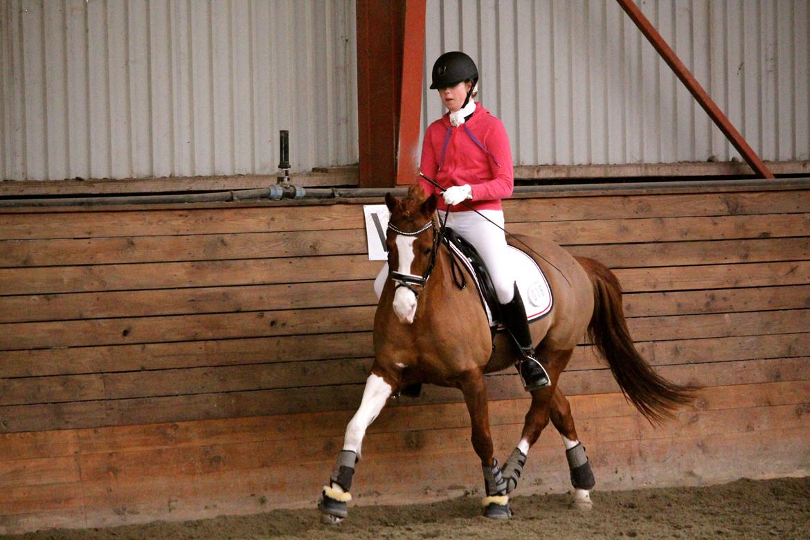 Hollandsk Sportspony Jordy billede 8