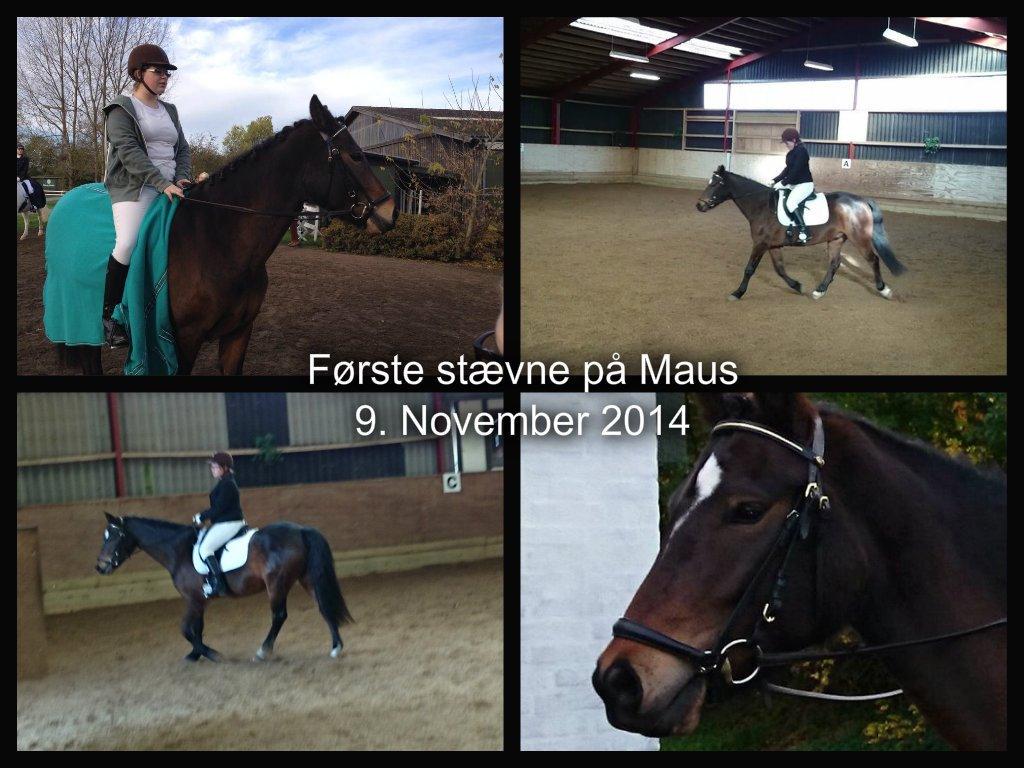 New Forest Birkilds Moreno billede 10