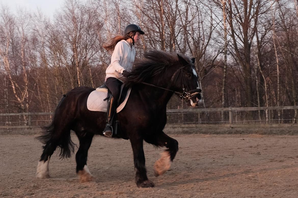 Tinker Major Mentz - Marts 2015, han var lidt stædig og forårsfrisk den dag :P billede 16