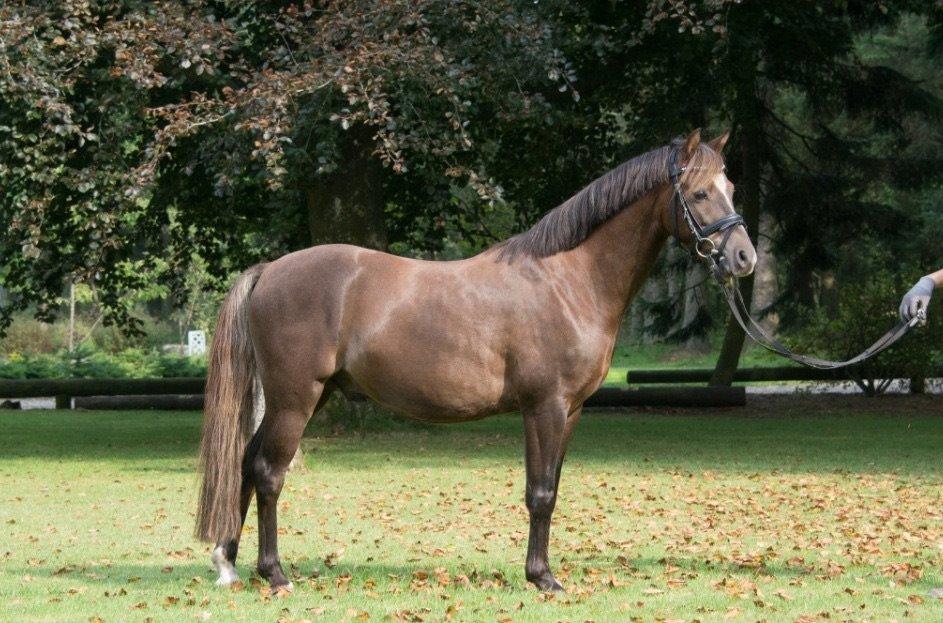 Welsh Pony (sec B) Tophøjs spartan  billede 9