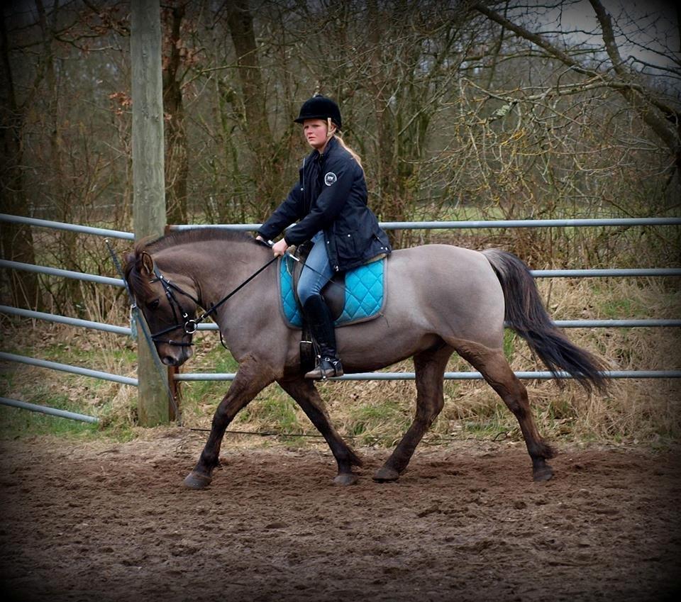 Anden særlig race Topper fra møllegaarden "lånepony" billede 3