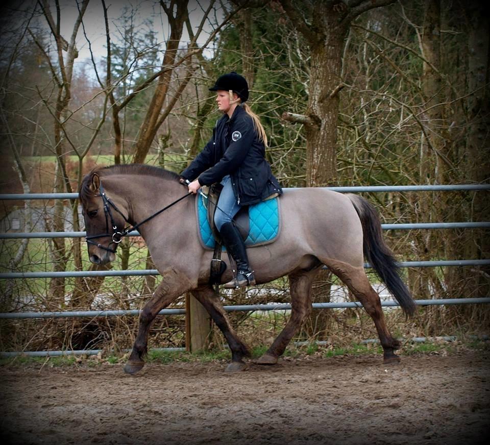 Anden særlig race Topper fra møllegaarden "lånepony" billede 6