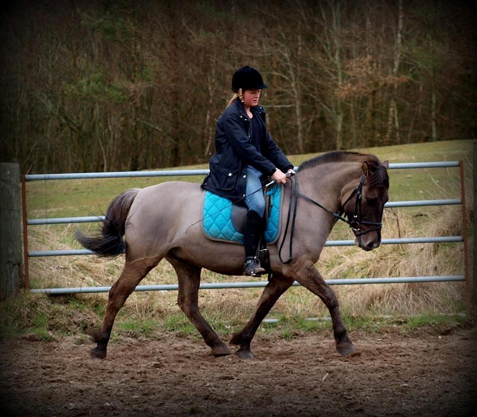 Anden særlig race Topper fra møllegaarden "lånepony" billede 2