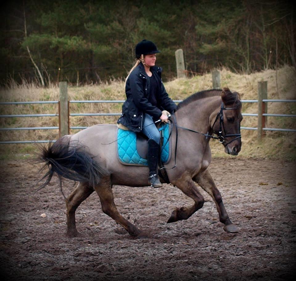 Anden særlig race Topper fra møllegaarden "lånepony" billede 1