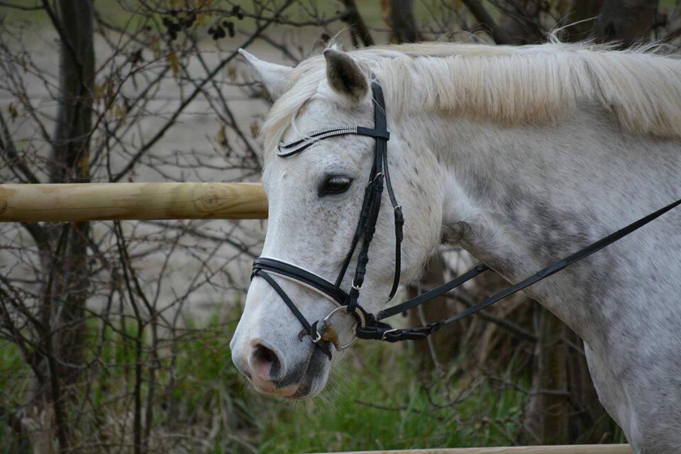 DSP Remember Me Af Sandager billede 29