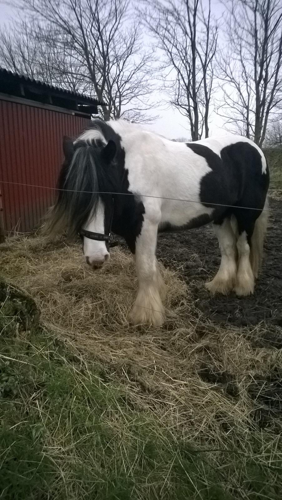 Tinker Nørregårds Obelix billede 9