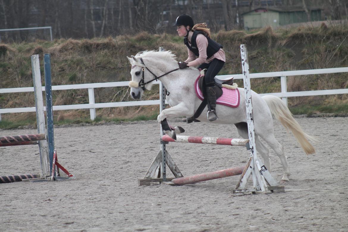 Anden særlig race Raija l Soulmate l <3 - 38 ♥ - Springtræning marts 2015. Bane på 70 ♥ ( Foto: Lillesøster ) ♥ 28. marts 2015 billede 38