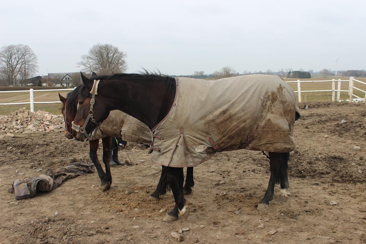 Traver Leroy Hall billede 5