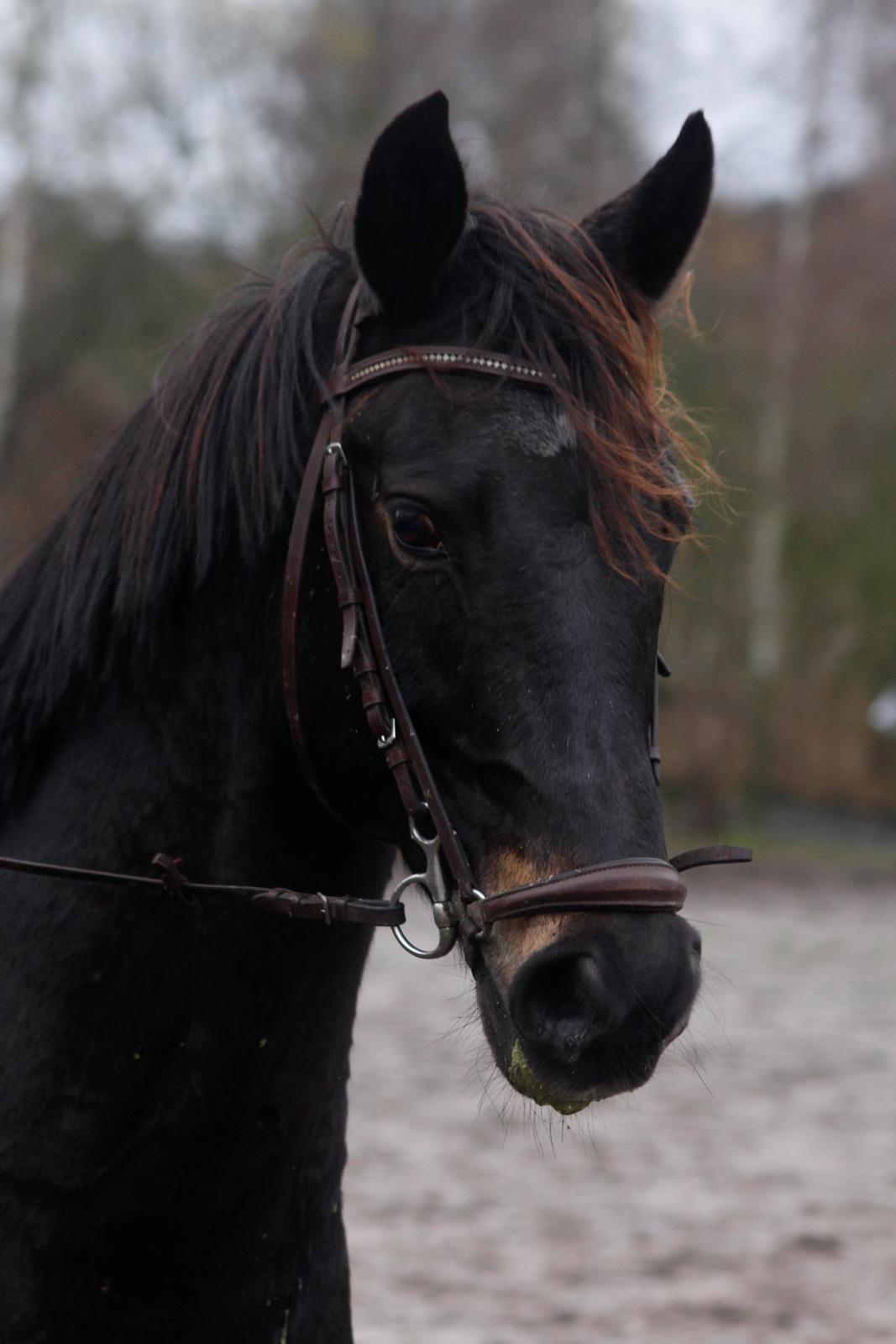 Anden særlig race Bastian billede 18