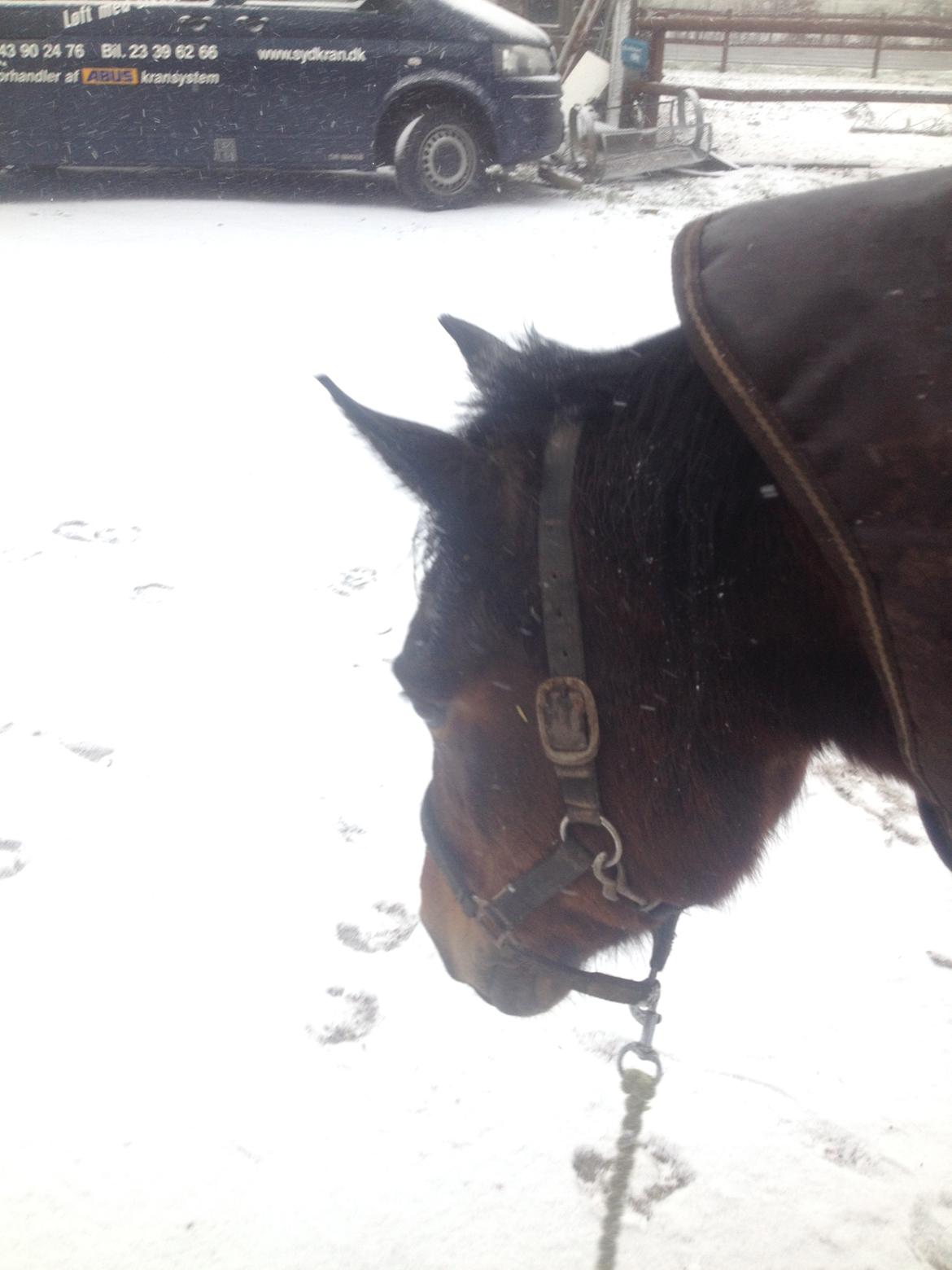 New Forest Øagergaards Mette (SOLGT) billede 21