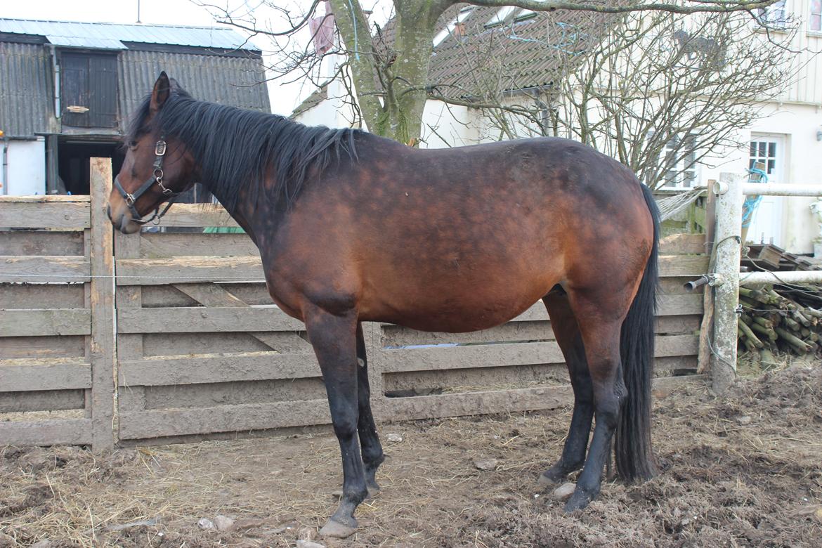 Traver Nova Zempla billede 1