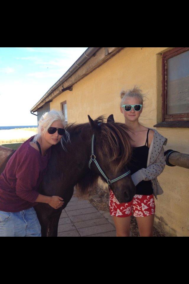 Islænder Daðri (fra Meldgaard) billede 18