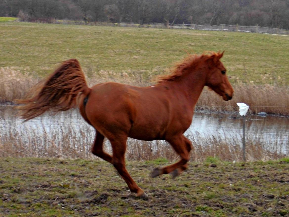 Arabisk fuldblod (OX) Ghazal Al Bahir billede 7