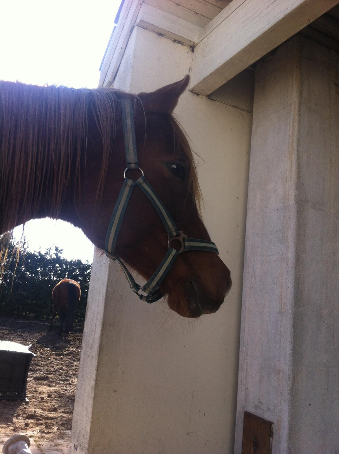 Arabisk fuldblod (OX) Fedra billede 15