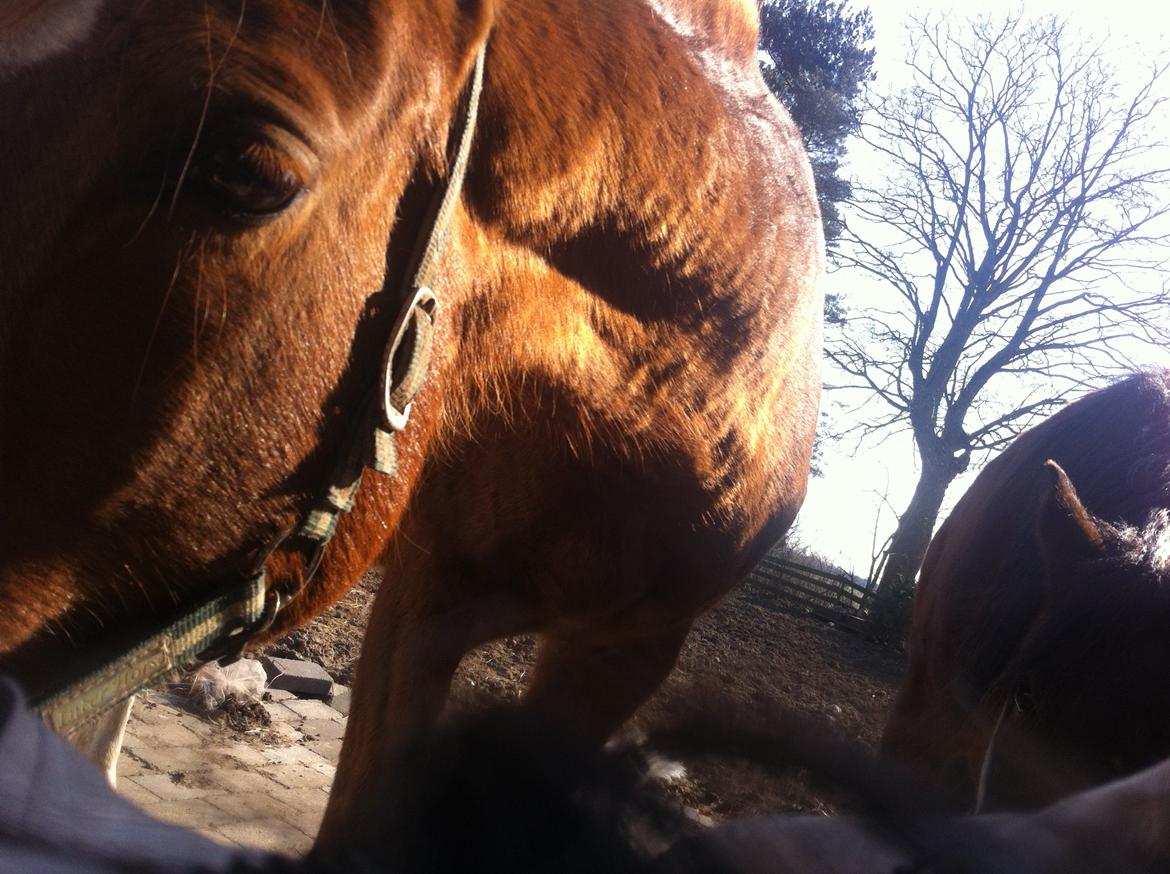 Arabisk fuldblod (OX) Fedra billede 16