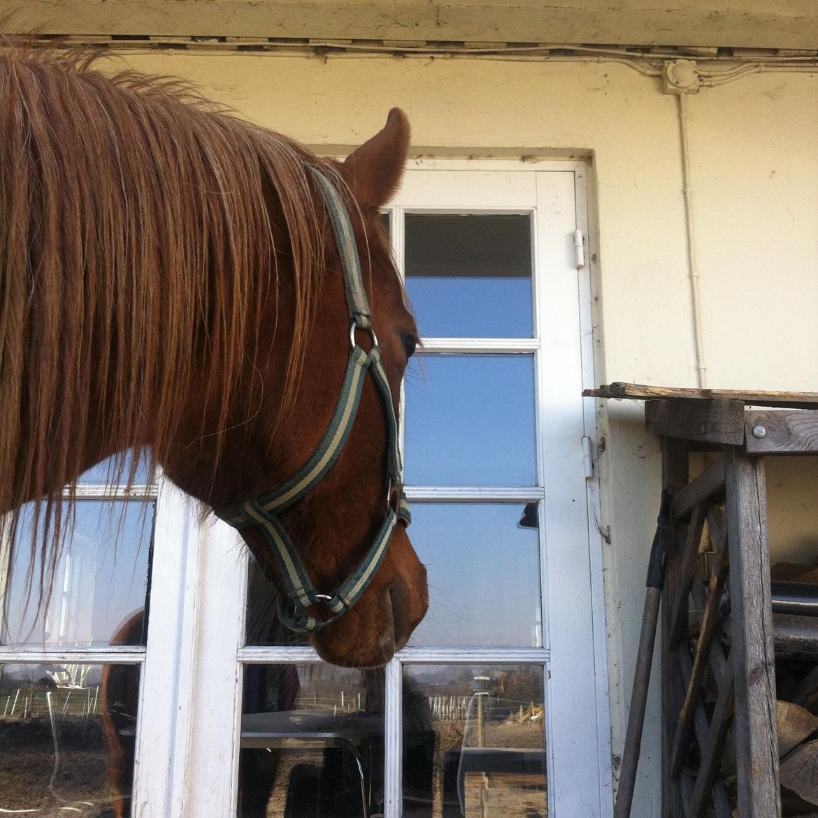 Arabisk fuldblod (OX) Fedra billede 17