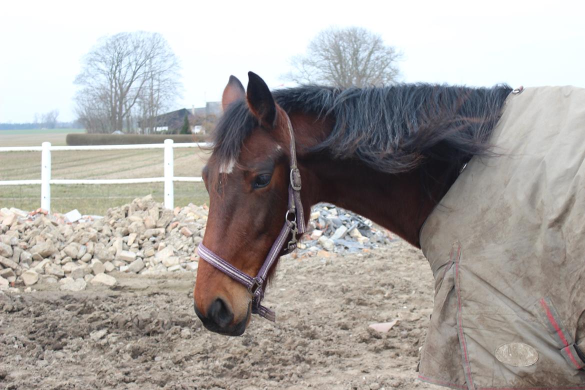 Traver sala nichi billede 2