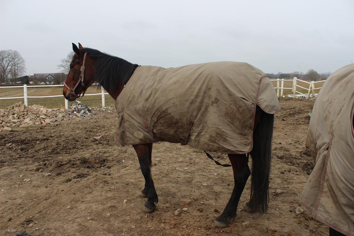 Traver sala nichi billede 1