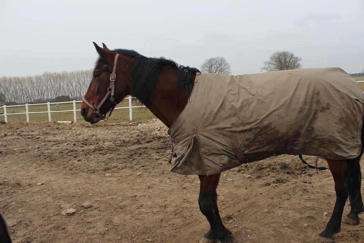 Traver sala nichi billede 3