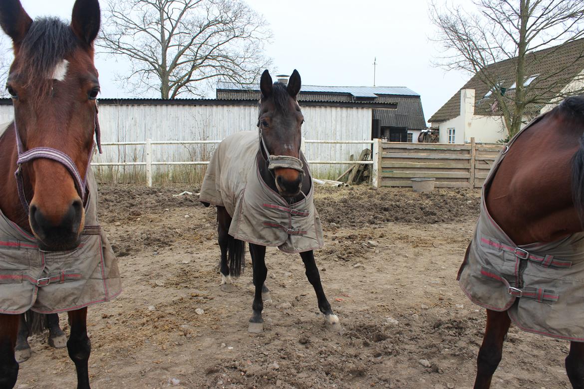 Traver sala nichi billede 5