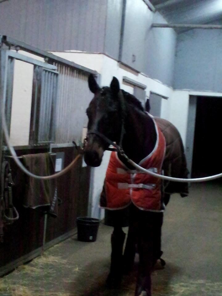 Tysk Varmblod AK's Bantry Bay billede 4