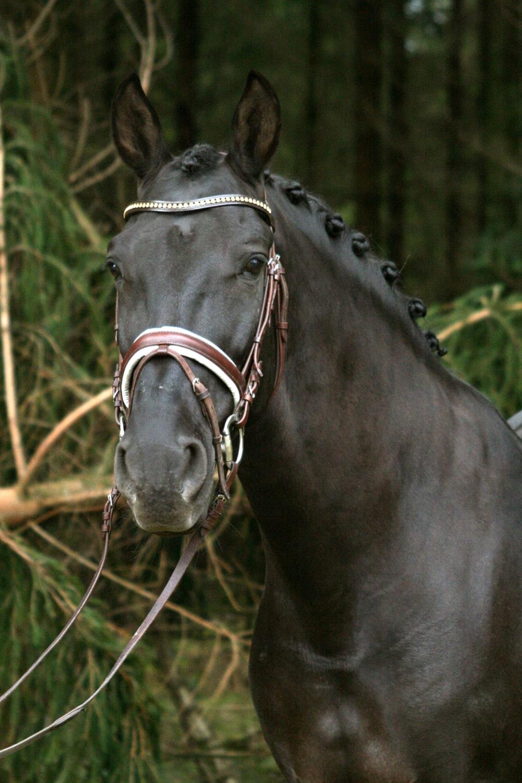 Lusitano Macho De José [Himmelhest] billede 9