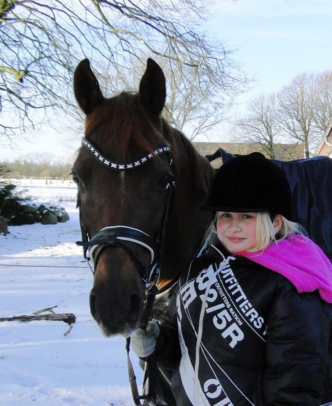 Tysk Sportspony Swing King - Januar 2015 billede 8