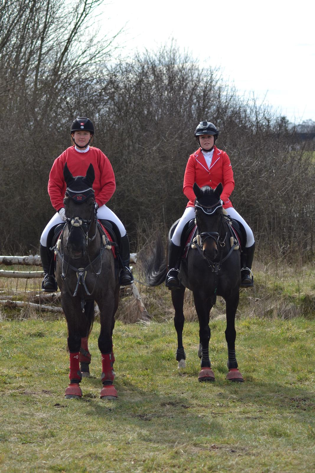 Dansk Varmblod Quendy - L - Julie lånte ham til Babyjagten 2015 billede 29