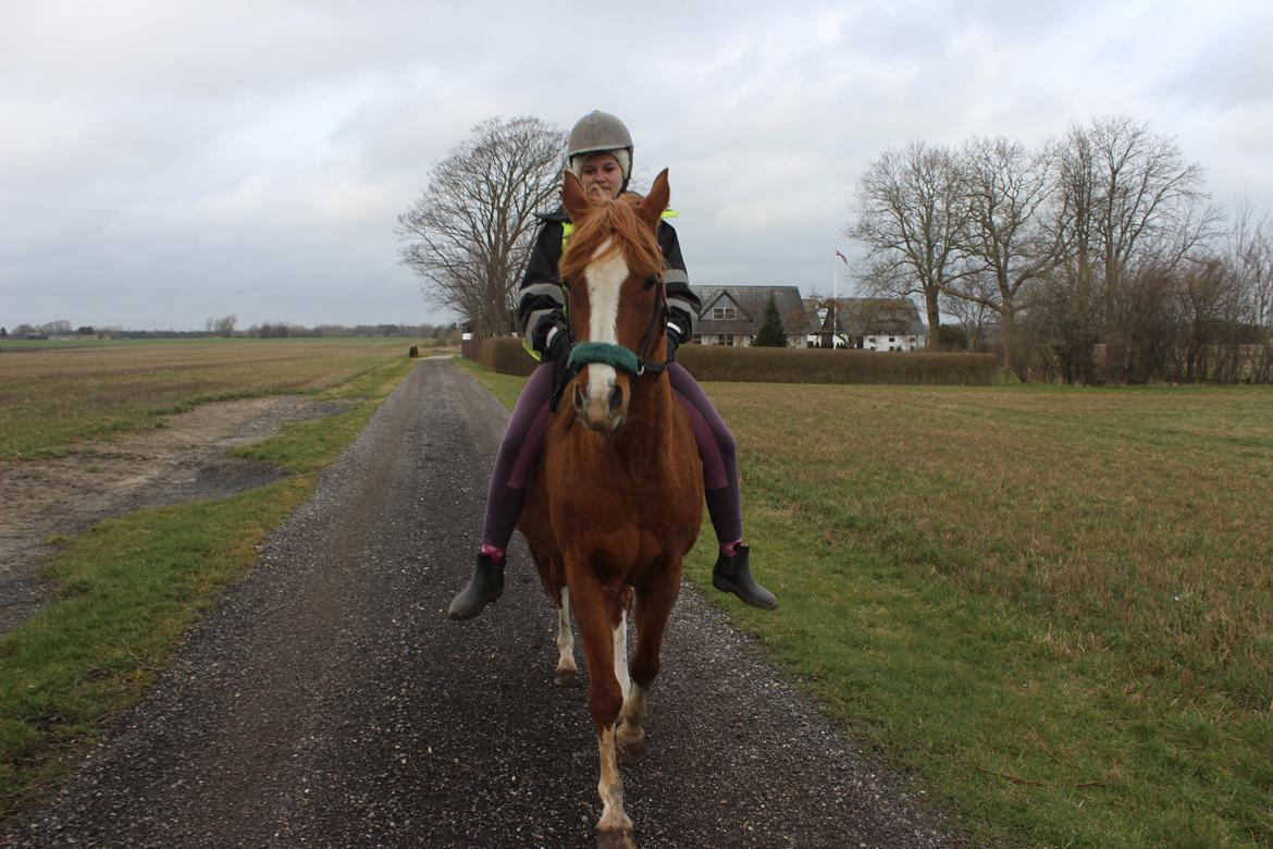 Arabisk fuldblod (OX) Fedra billede 19