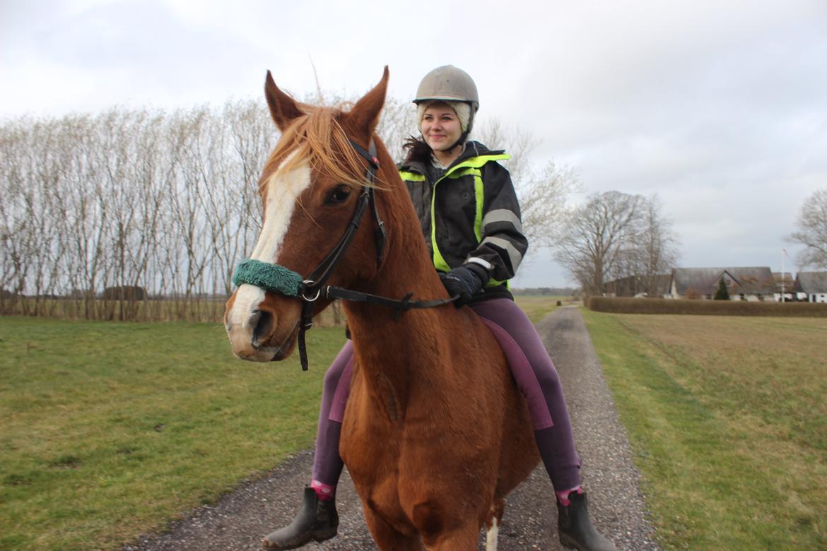 Arabisk fuldblod (OX) Fedra billede 21