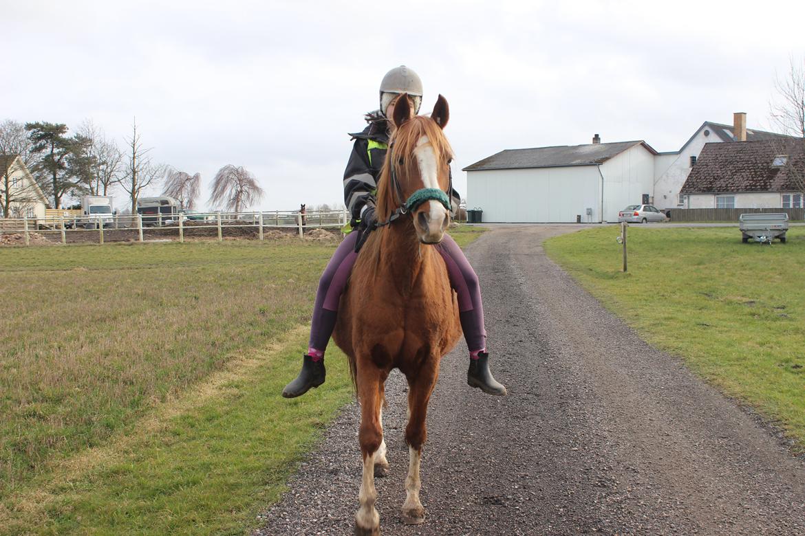 Arabisk fuldblod (OX) Fedra billede 22