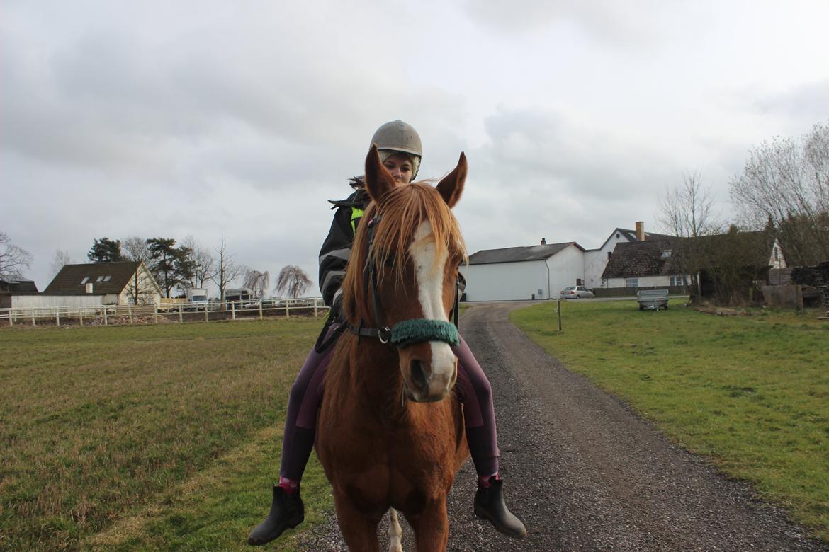 Arabisk fuldblod (OX) Fedra billede 23